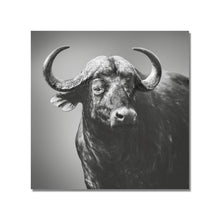 Lade das Bild in den Galerie-Viewer, Wandbild, Buffalo Bull ,Kaffernbüffel ,Syncerus caffer ,afrikanischer Büffel
